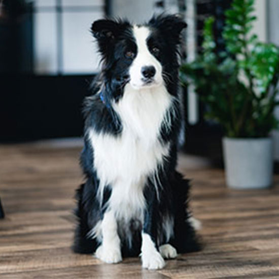 Hund Scotty